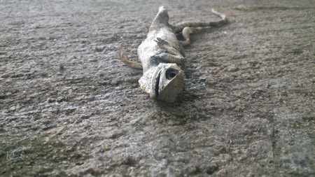 Lizard bodyの写真素材