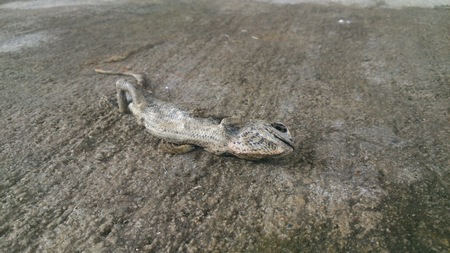 Lizard bodyの写真素材