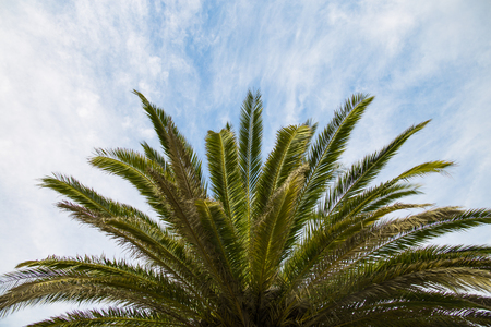 Coconut Palm tree with sky and cloudsの写真素材