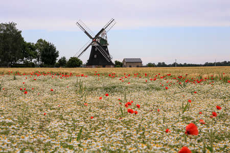Windmill and poppy field on a sunny Dayの写真素材