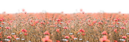 Poppy field panorama with pink poppies and deep sharpnessの写真素材