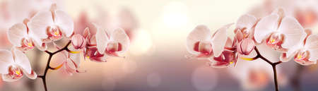 Summer blooming orchids with bokeh background, pastel and soft colorsの写真素材