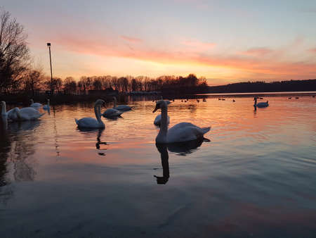 Cinematic shot of White swans swimming in beautiful sunsetの写真素材