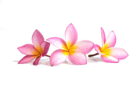 Three Frangipani, Plumeria isolated on white backgroundの写真素材