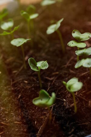 Radish seedlings growing indoor in containers. Starting urban vegetable garden. Nurticious microgreensの写真素材