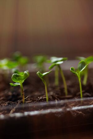 Radish seedlings growing indoor in containers. Starting urban vegetable garden. Nurticious microgreensの写真素材