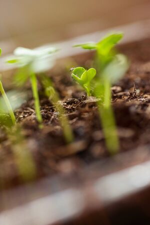 Radish seedlings growing indoor in containers. Starting urban vegetable garden. Nurticious microgreensの写真素材