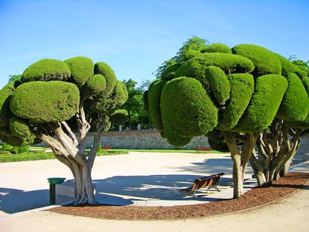 Odd-shaped trees in Park Buen-Retiro, Madrid, Spain