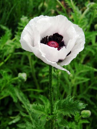 White poppyの写真素材