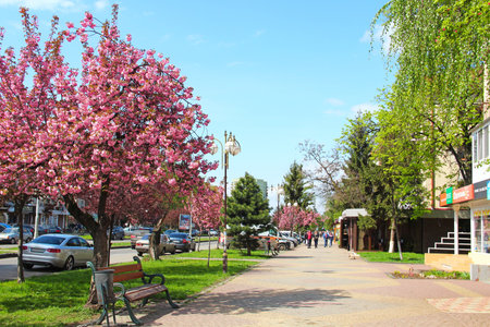UZHGOROD, UKRAINE - APRIL 14, 2017: Pink sakura cherry blossom on Liberty avenue in the center of...