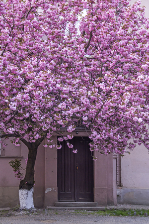 Pink sakura (flowering cherry) blossom tree in front of the building door in Uzhgorod, Ukraineの写真素材
