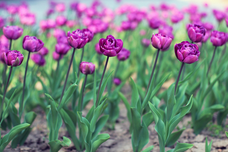 Beautiful purple tulip flowers on flowerbed in springの写真素材