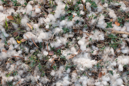 White silk cotton treeの写真素材