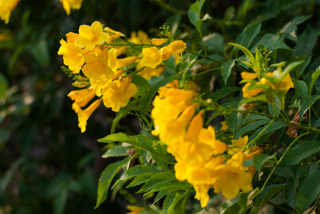 Yellow flowerの写真素材