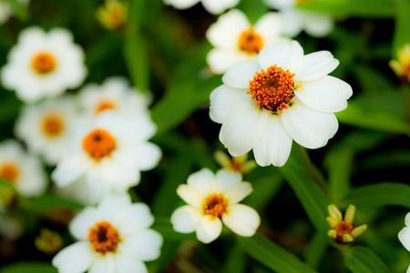 Plains Blackfoot Flowers with blurred backgroundの写真素材