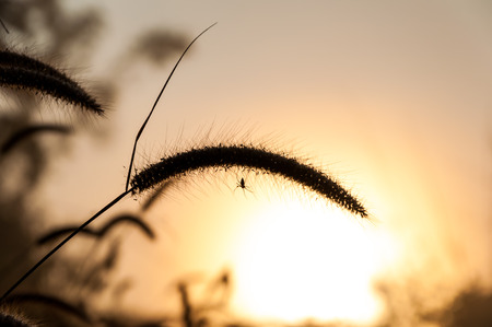 Silhouette grass flower with spider in the morningの写真素材