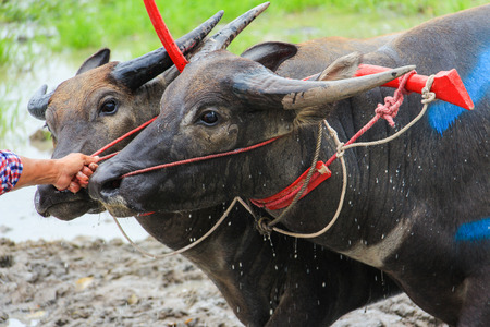 Save Download Preview The Thai buffalo racing in Chonburi, Thailand