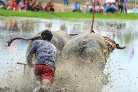 Save Download Preview The Thai buffalo racing in Chonburi, Thailandの写真素材