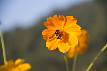 bee is working on the flower for making honeyの写真素材