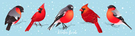 Set of winter birdsのイラスト素材
