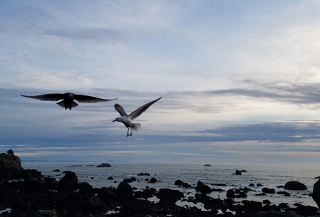 Sunset scenery with gloomy sky and birds flyingの写真素材