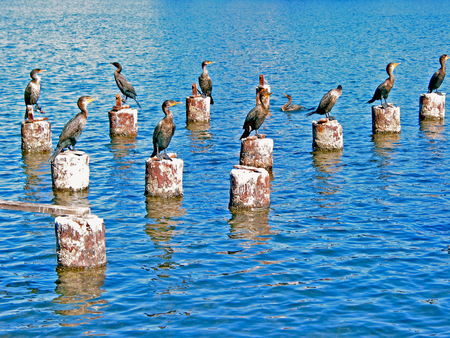 Flock of Cormorant Birds at Coastの写真素材