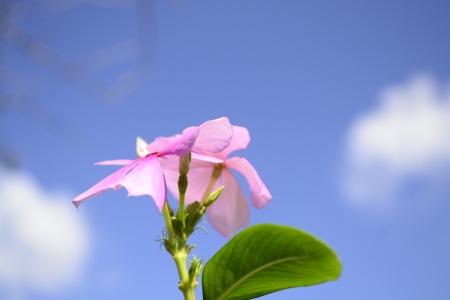 flowerの写真素材