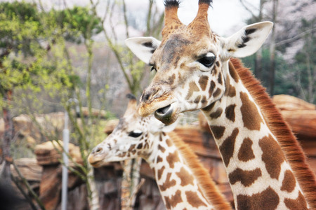 close up giraffeの写真素材