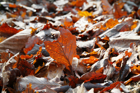 fall leafの写真素材