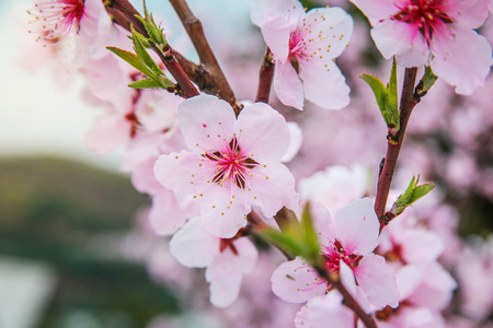 Sakuraの写真素材