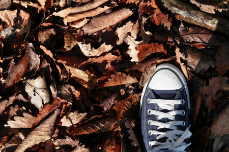 Step on dry brown leavesの写真素材