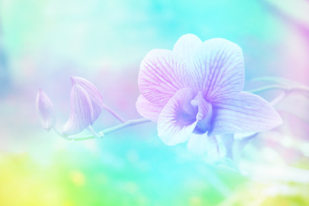 The blurry orchid in color pastel style use for background and wallpaper with blue,green, yellow, light blue and magenta  look sweet and nice.の写真素材