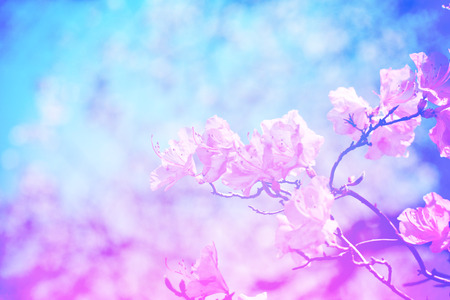 The blurry blossom in color pastel style use for background or wallpaper is abstract style in pink and blue colorの写真素材