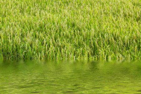 The damage caused by the flood in ripe rice field after rain storm.の写真素材