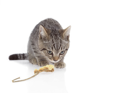 Tabby or Kitten squat and gazing on white background near dry flower.の写真素材