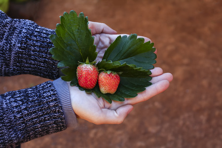Selective at Strawberry, Fresh red fruit from the farm on the green leaves in the hands of girlの写真素材