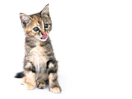 Selective at face of A Kitten sitting and tongue licking the lip on white background, copy spaceの写真素材
