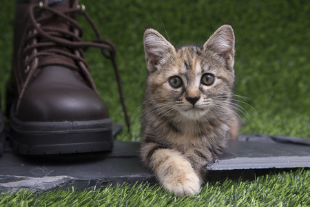 Selective focus at the eyes of adorable cute Kitten lying on a piece of black stone near the Large brown leather shoes on green grass of Artificial turf and looking at the cameraの写真素材