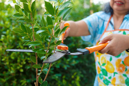 Close up and selective focus branch and large scissors while Senior women trimming a bush at homeの写真素材