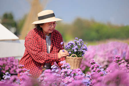 Portrait asian senior woman in glasses wearing plaid shirt and straw hat holding flowerpot in hand working in beautiful flower garden with happiness, copy space