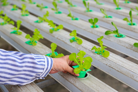 Hands of Asian senior woman farmer working in hydroponics vegetable farm. career after retirement that can generate income for the owner, Small business owner and startup conceptの写真素材