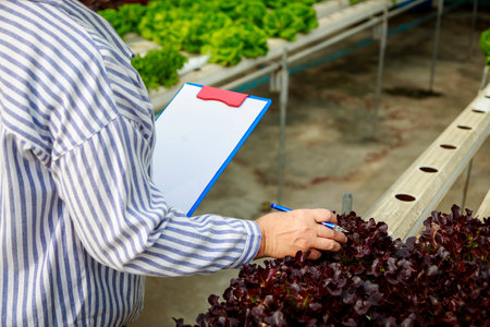 Hands of Asian senior woman farmer checklist on clipboard while work in hydroponics vegetable farm. career after retirement can generate income for owner, Small business owner and startup conceptの写真素材