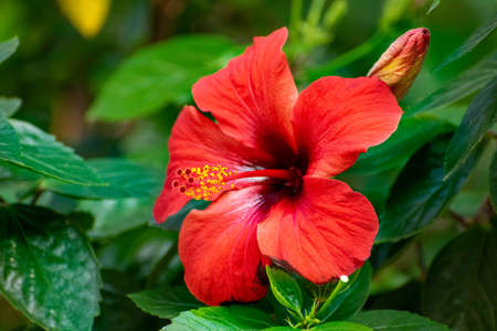 chic flower is suitable for a screensaverの写真素材
