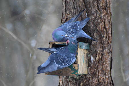 cooing pigeons on the background of the forestの写真素材