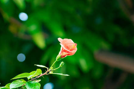 chic flower is suitable for a screensaverの写真素材