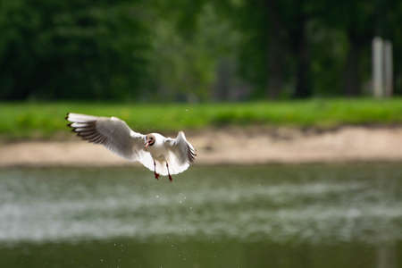 seagull fishing in the lake in summerの写真素材