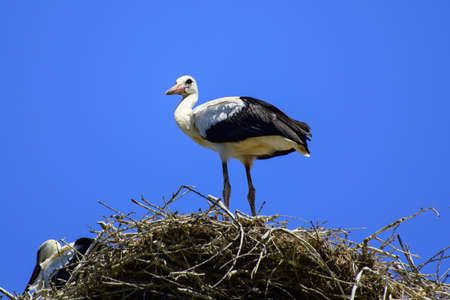 stork in the nest in summerの写真素材