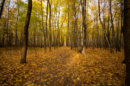 autumn in the forest a lot of yellow leavesの写真素材