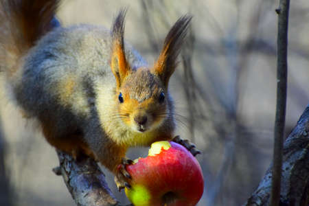 squirrel after hibernation eats a red apple on a branch