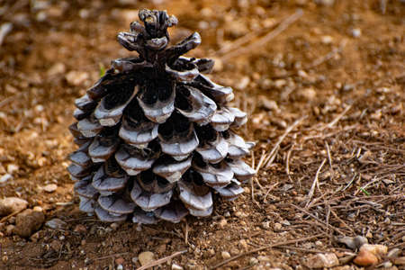 big pine cone